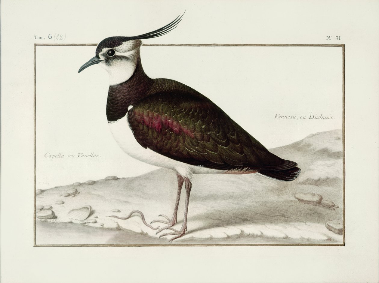 A Lapwing (parşömen üzerine wc) by Nicolas Robert