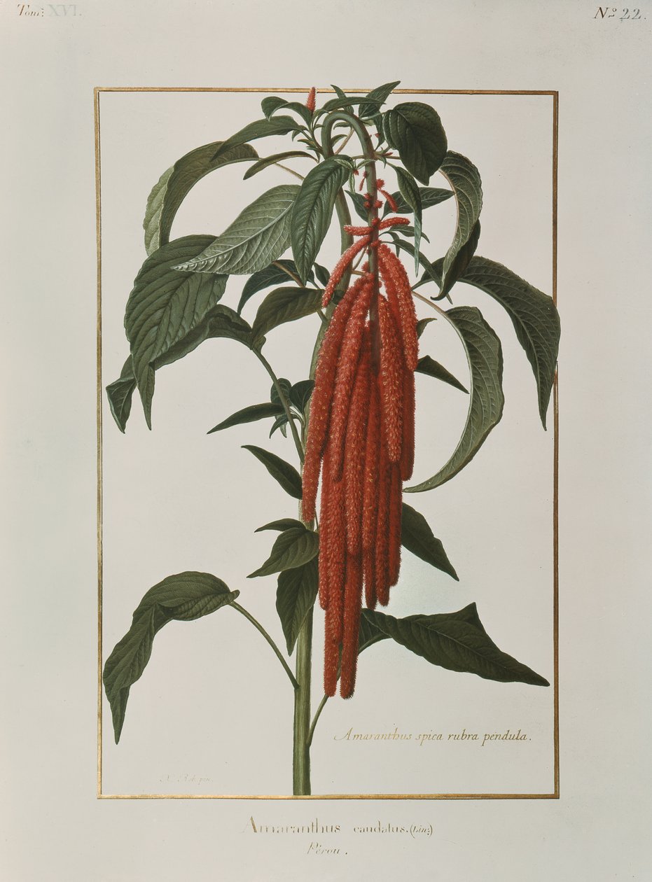 Amaranthus Caudatus (parşömen üzerinde wc) by Nicolas Robert