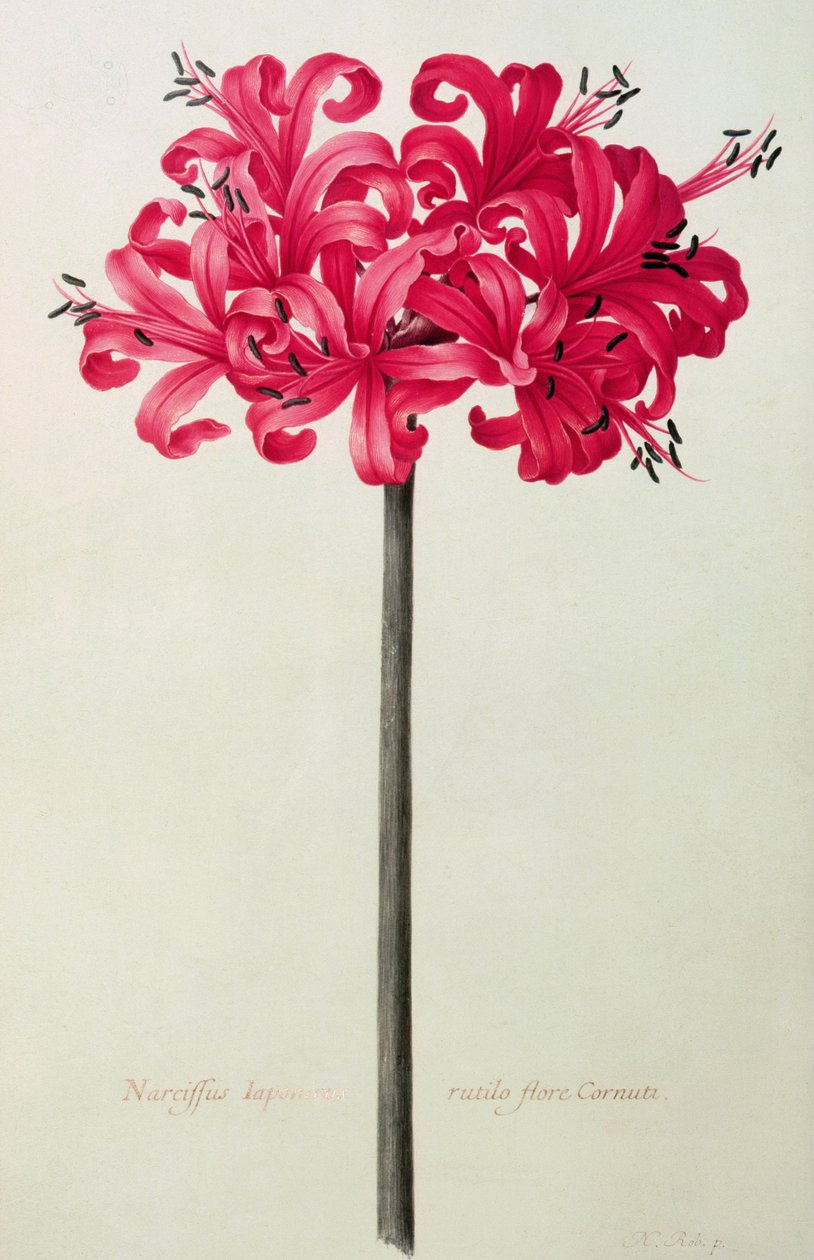 Amaryllis Sarniensis, or Narcissus (wc on vellum) by Nicolas Robert