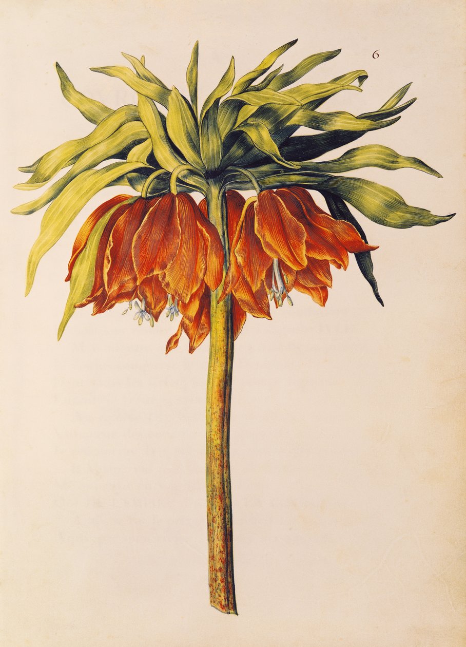 Crown Imperial Lily veya Fritillary, 