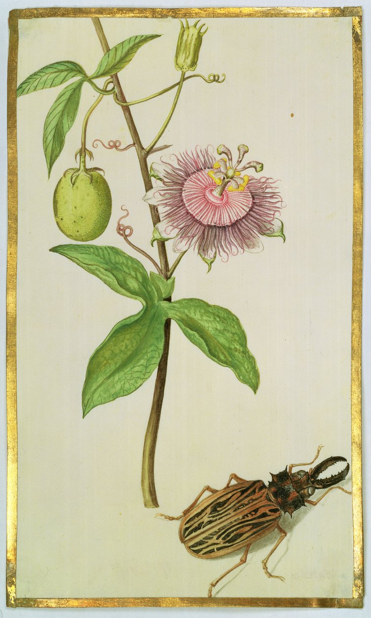 ಎಕ್ಸೋಟಿಕ್ ಪ್ಲಾಂಟ್ ಮತ್ತು ಬೀಟಲ್, ಸಿ.1675 (ಗೌಚೆ ಆನ್ ವೆಲ್ಲಂ) ಟರ್ಕ್ by Nicolas Robert