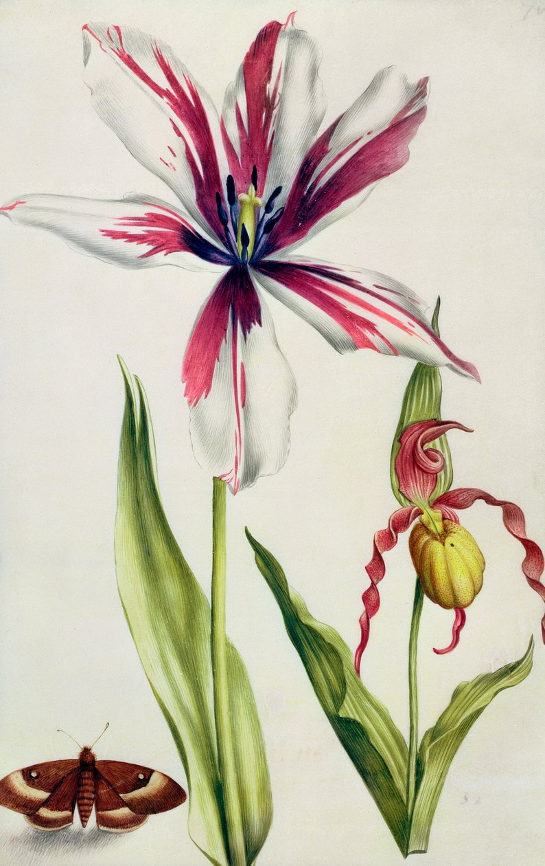 Orkide, Lale ve Kelebek, c.1675 (parşömen üzerine guaj) by Nicolas Robert