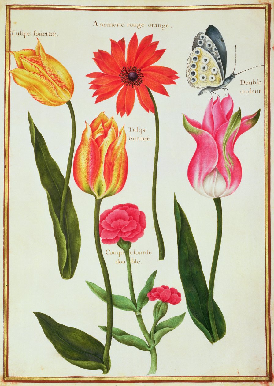 PD.109-1973.f27 Laleler, Anemon, Lychnis ve Kelebek (vellum üzerinde wc) by Nicolas Robert