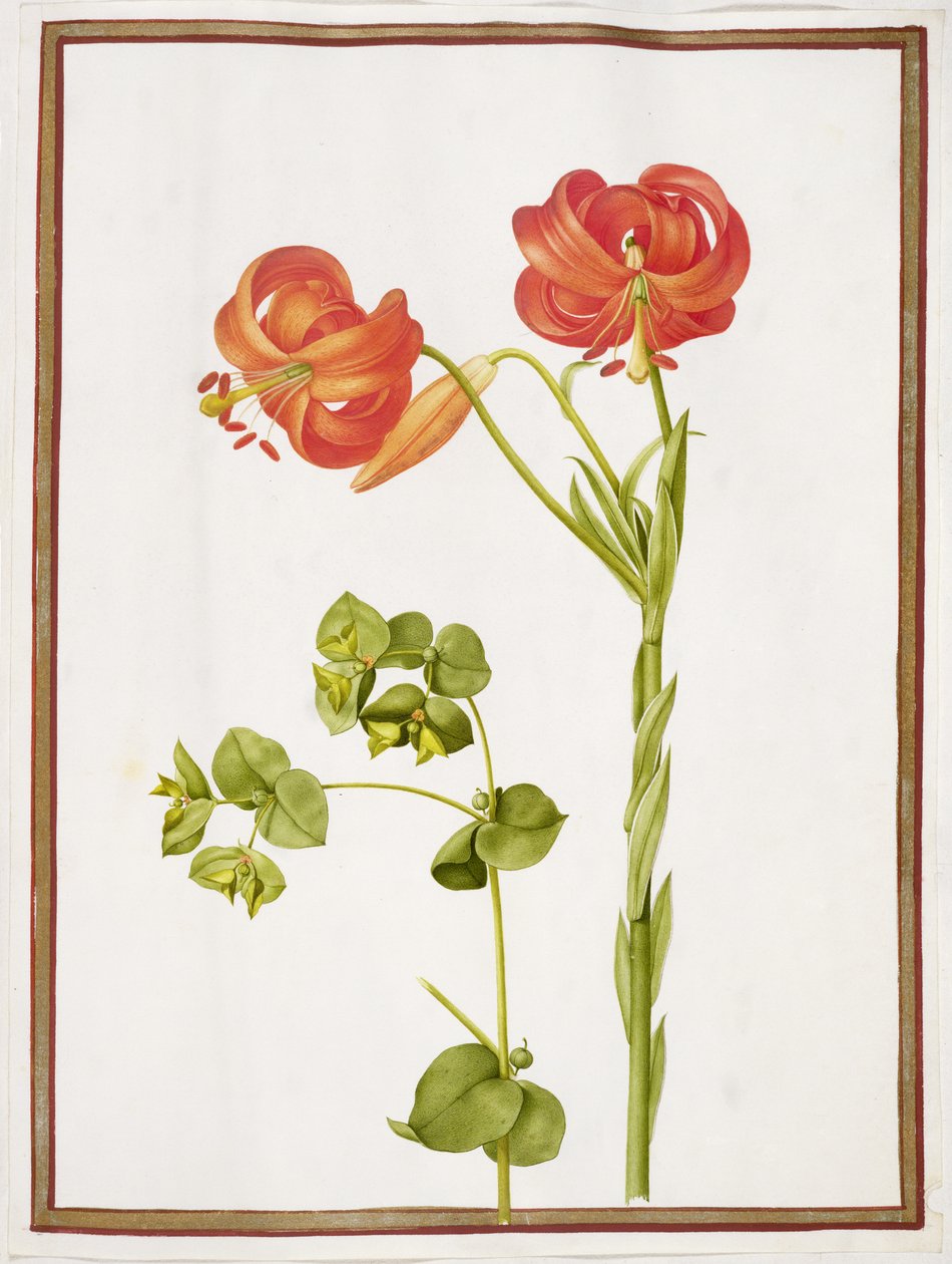 PD.109-1973.f9 (LtoR) Spurge ve Lilium Chalcedonicum (parşömen üzerinde wc) by Nicolas Robert