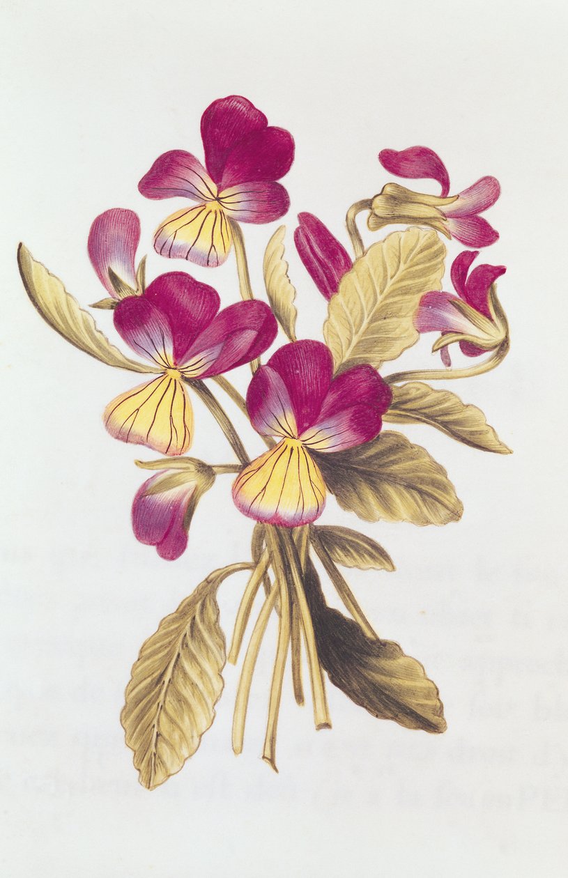 Pansy, 