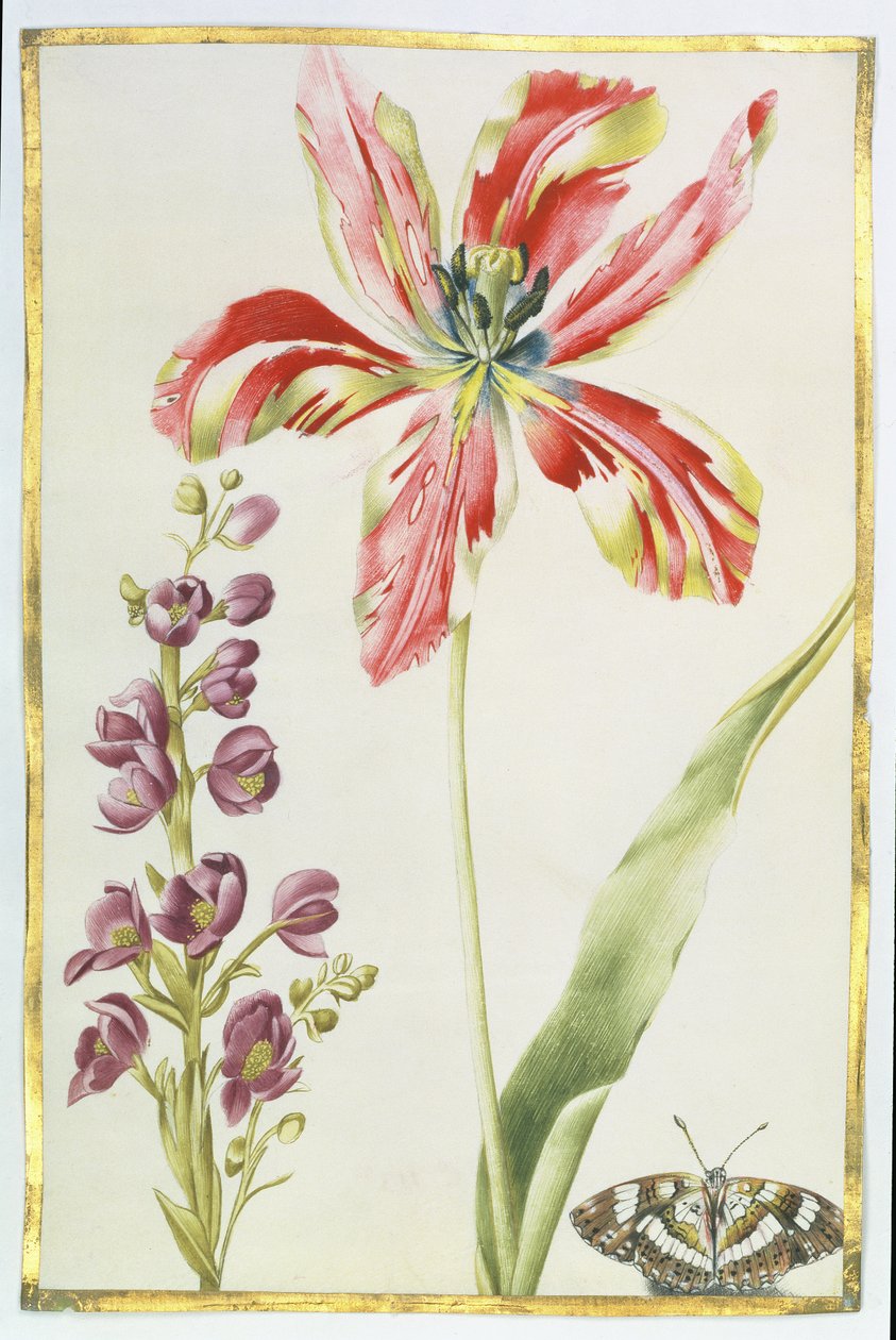 Lale, Hisse Senedi ve Kelebek, c.1675 (parşömen üzerine guaj) by Nicolas Robert
