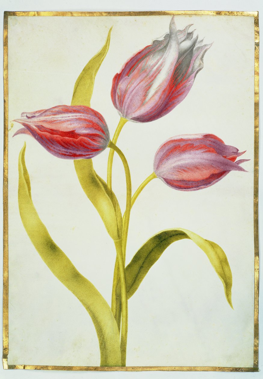 Laleler, c.1675 (parşömen üzerine guaj) by Nicolas Robert