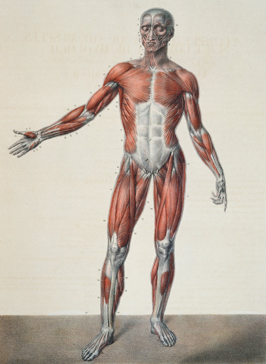 İnsan vücudunun anatomisi, Jean-Baptiste Marc Bourgery'nin (1797-1849) 'Traite Complet d'Anatomie de l'Homme' kitabından Bernard, Paris, 1831 by Nicolas Henri Jacob