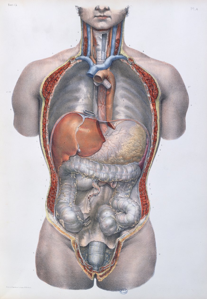 İç organlar, Jean-Baptiste Marc Bourgery (1797-1849) 1866-67