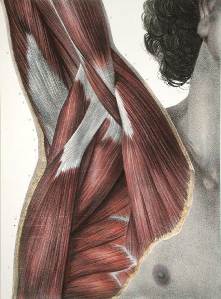 Omuz ve Axilla, Jean-Baptiste Marc Bourgery (1797-1849) 1866-67 (renkli gravür) tarafından 
