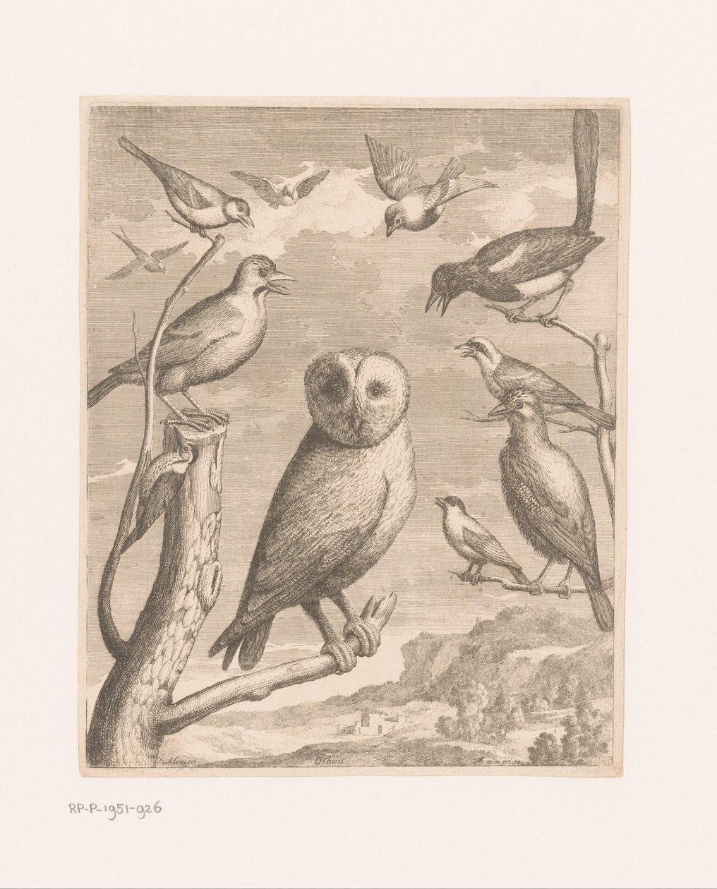Baykuş ve diğer kuşlar Alouco Hibou (nesne üzerindeki başlık) Versailles Hayvanat Bahçesi'nden kuşlar (seri başlığı) by Nicolas Robert (possibly)