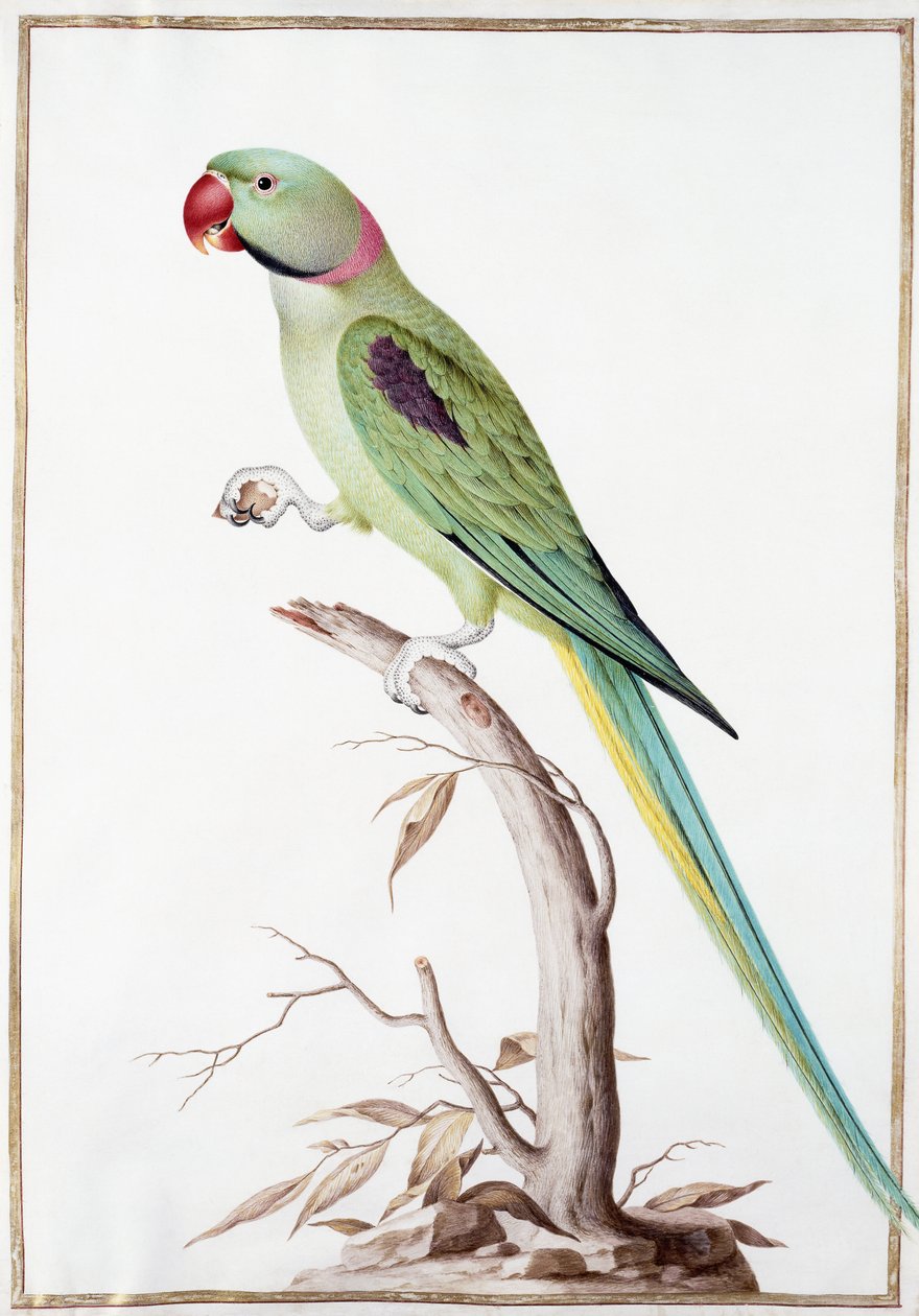 İskender Muhabbet Kuşu by Nicolas Robert