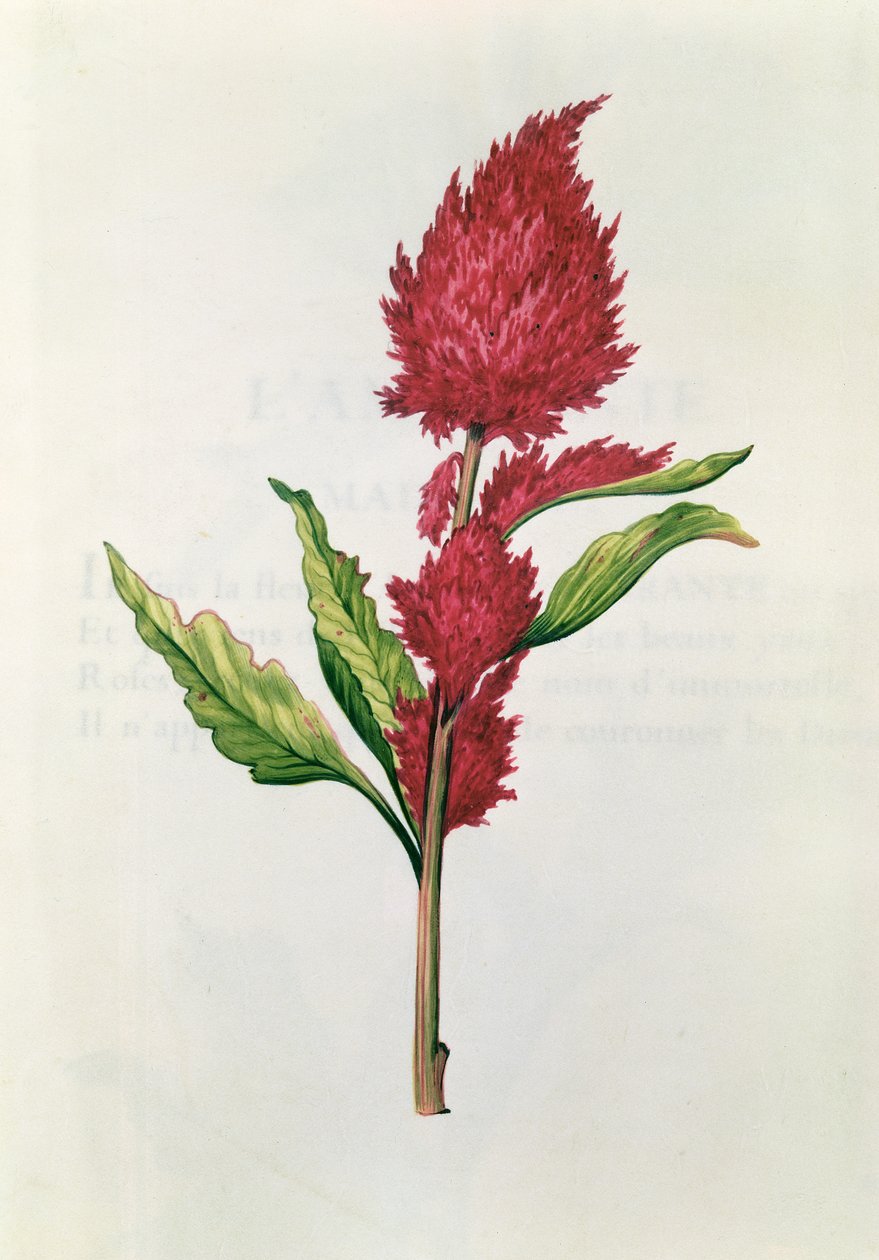 Amaranthus, 