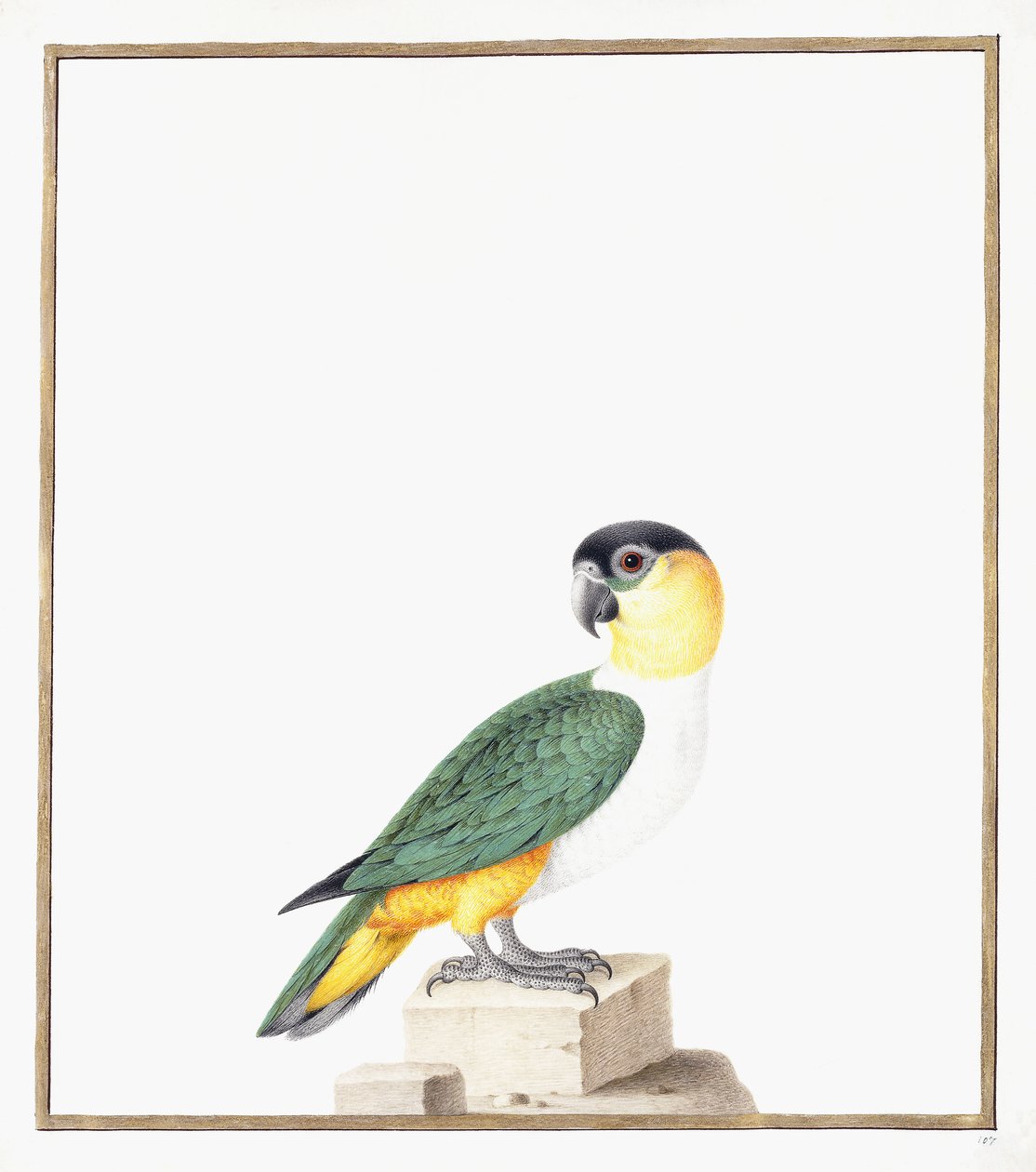 siyah şapkalı papağan by Nicolas Robert