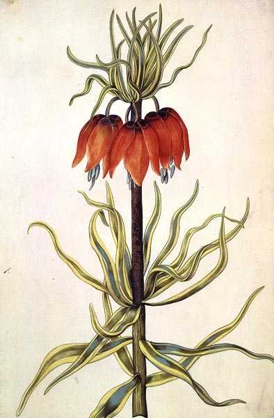 Fritilleria, c.1675 (parşömen üzerine guaj) by Nicolas Robert