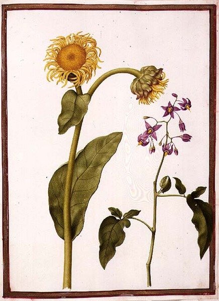 PD.109-1973.f11 (LtoR) Inula Helenium Decampanr ve Solanum dulcamara (Bittersweet) (parşömen üzerine suluboya) by Nicolas Robert