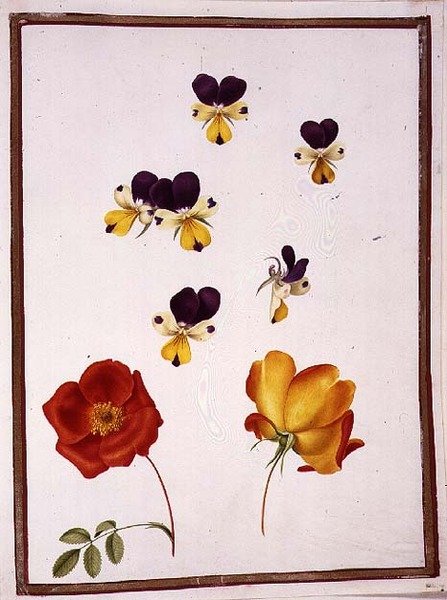 PD.109-1973.f15 Altı Hercai Menekşe ve İki Rosa Foetida (Avusturya Briar) (parşömen üzerine suluboya) by Nicolas Robert