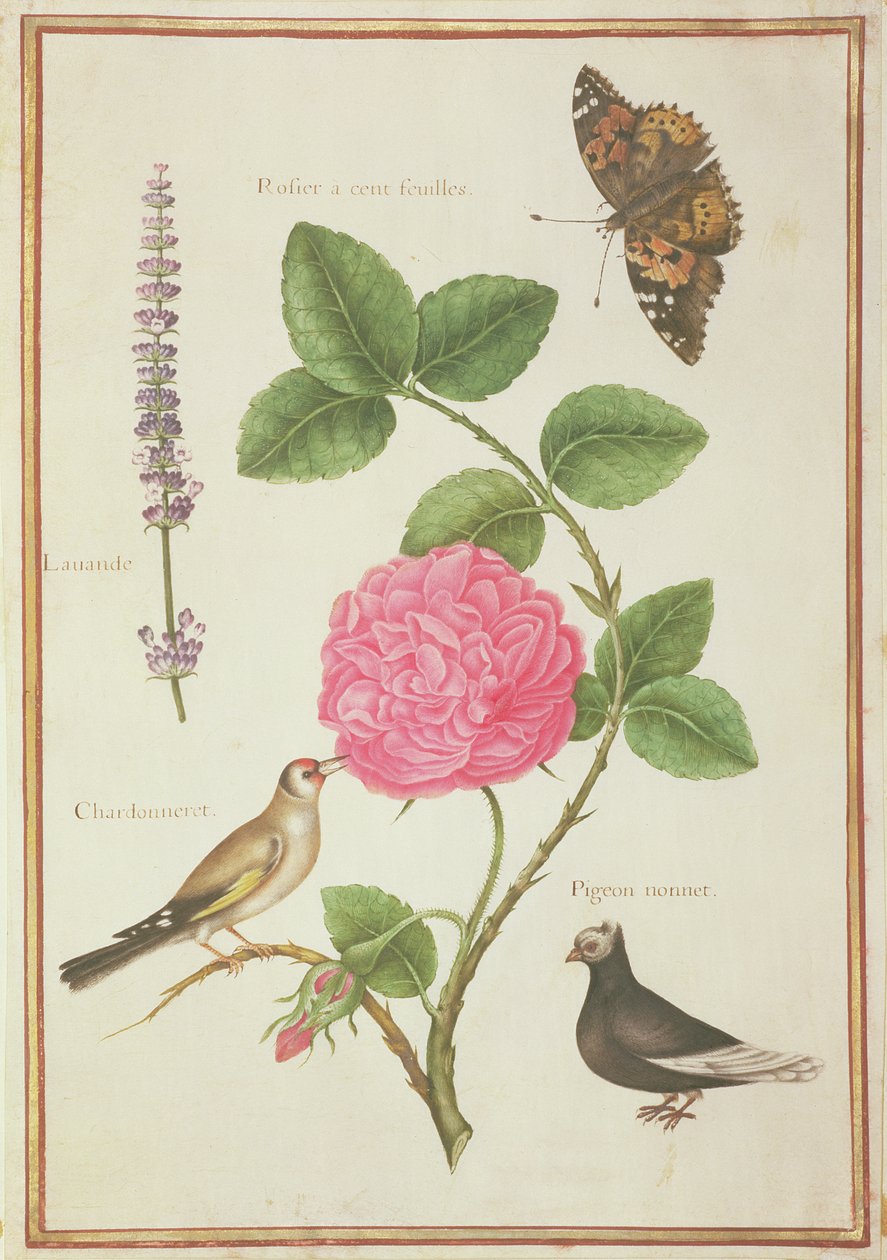 PD.109-1973.f60 Centifolia Gülü, Lavanta, Kaplumbağa Kabuğu Kelebek, Saka Kuşu ve Tepeli Güvercin (parşömen üzerine wc) by Nicolas Robert