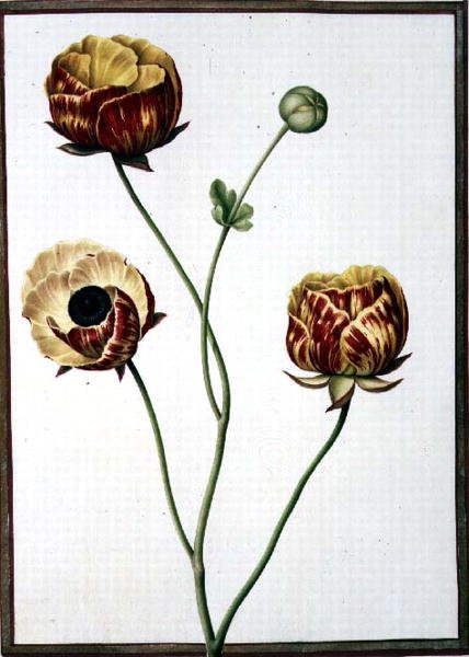 PD.109-1973.f6 Ranunculus Asiaticus (parşömen üzerine suluboya) by Nicolas Robert