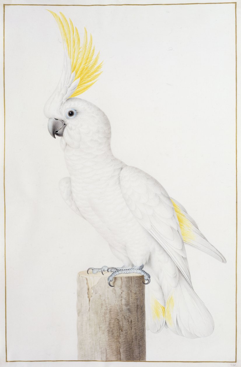 Kükürt Tepeli Kakadu by Nicolas Robert