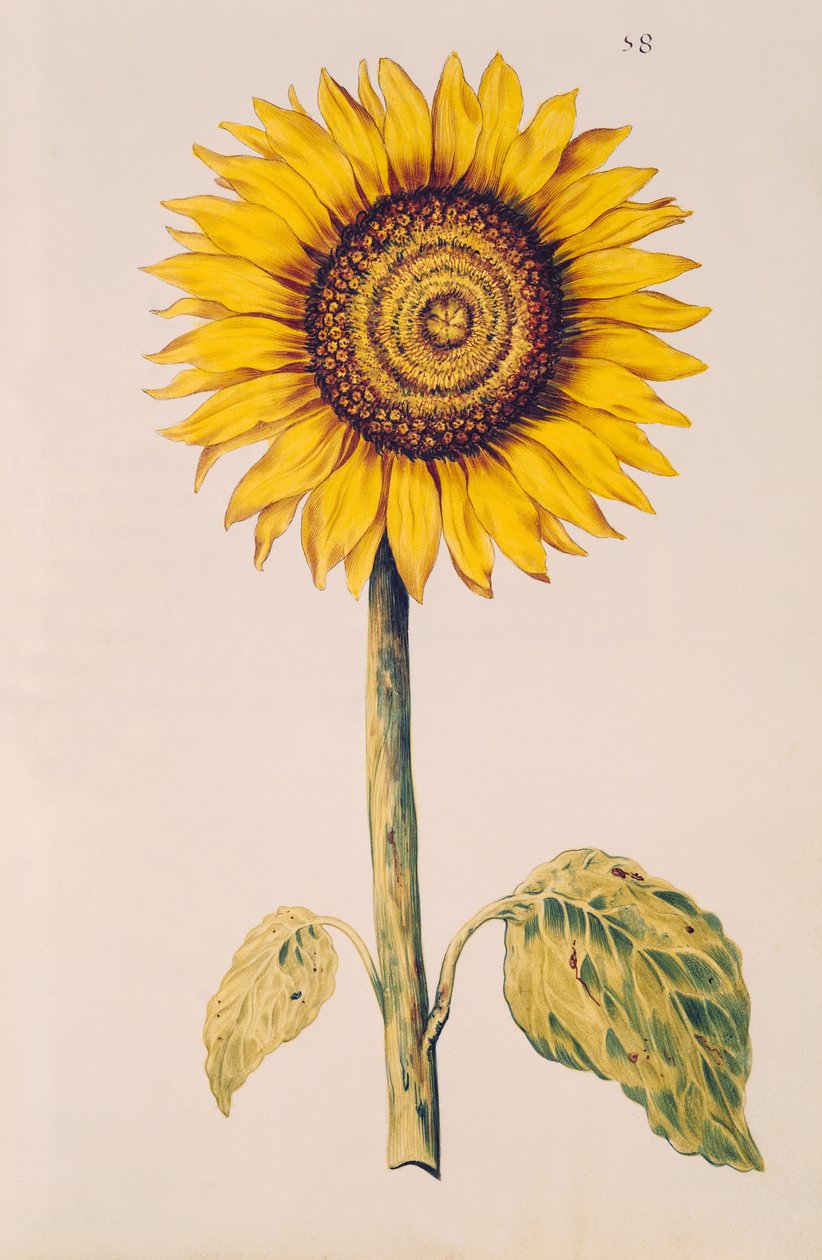 Ayçiçeği veya Helianthus, 