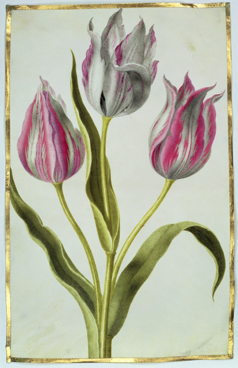 Laleler, c.1675 (parşömen üzerine guaj) by Nicolas Robert