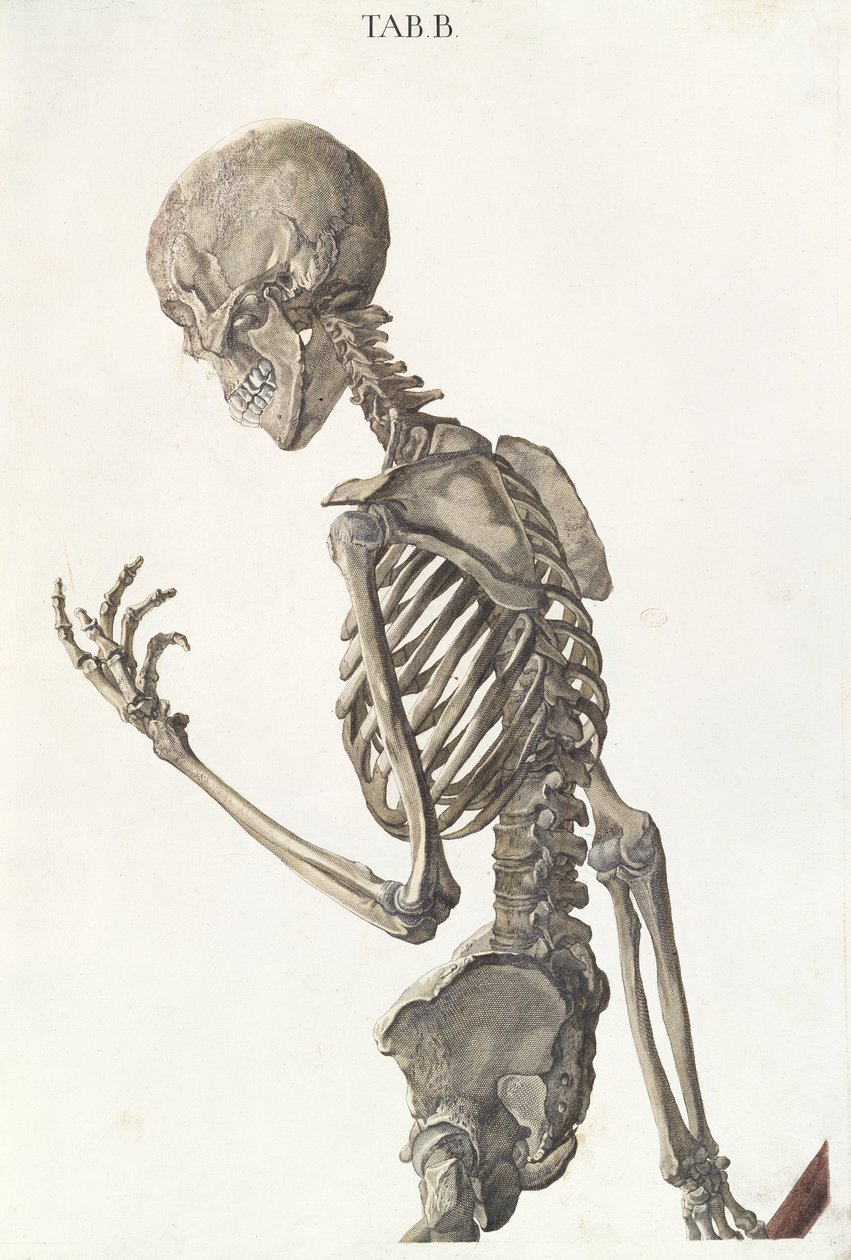 İskeletin kemikleri, Christoph Jacob Trew (1695-1769) tarafından Tabulae Osteologicae