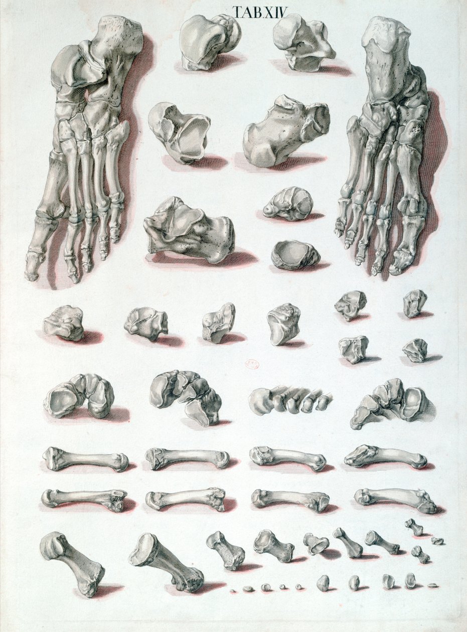 Ayak kemikleri, Christoph Jacob Trew (1695-1769) tarafından Tabulae Osteologicae