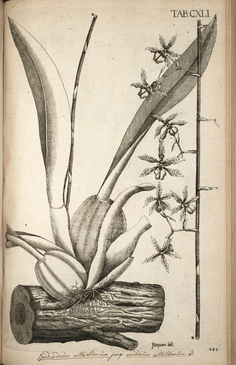Oncidium abruptum