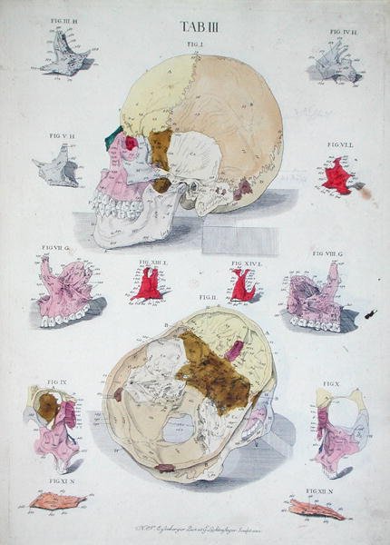 G. Lichtensteger tarafından oyulmuş Christoph Jacob Trew (1695-1769) tarafından 