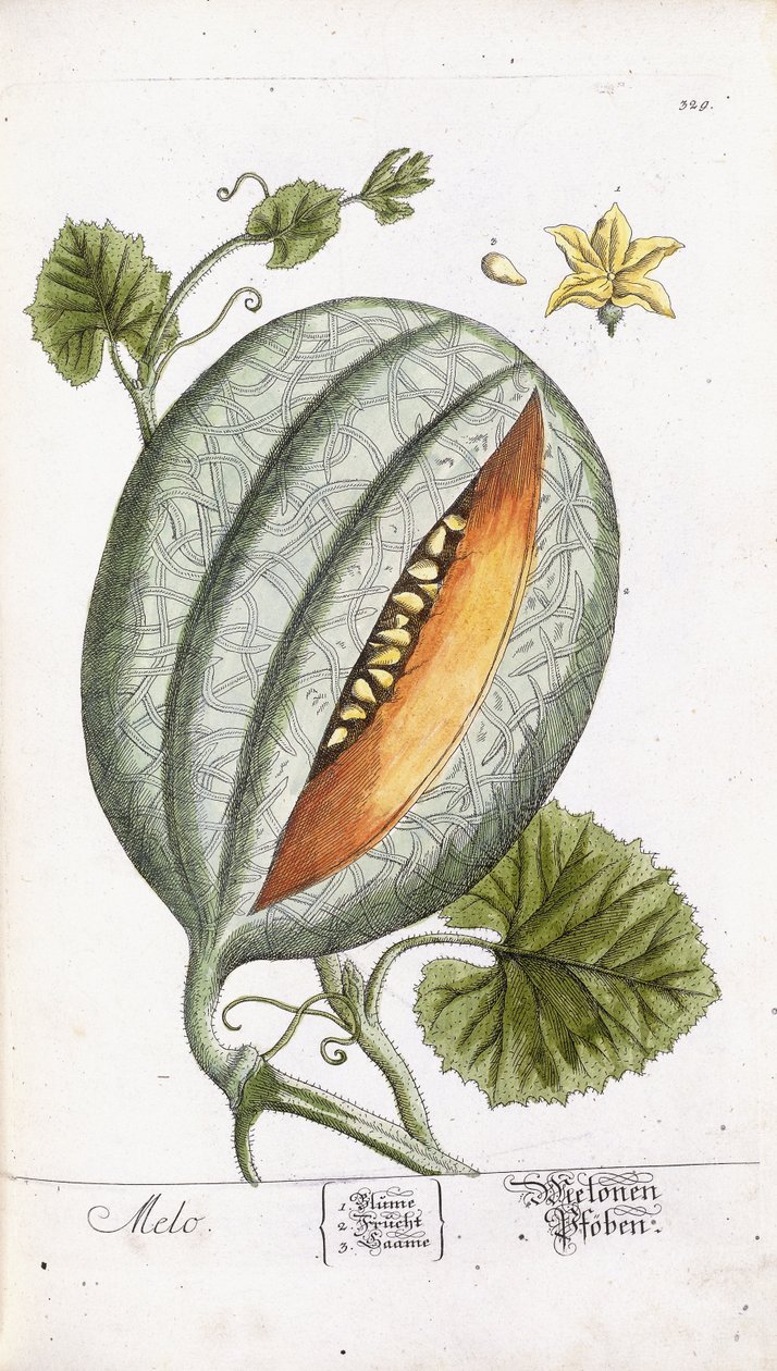 Bir Kavun, c.1750-1765 by Nikolaus Friedrich Eisenberger