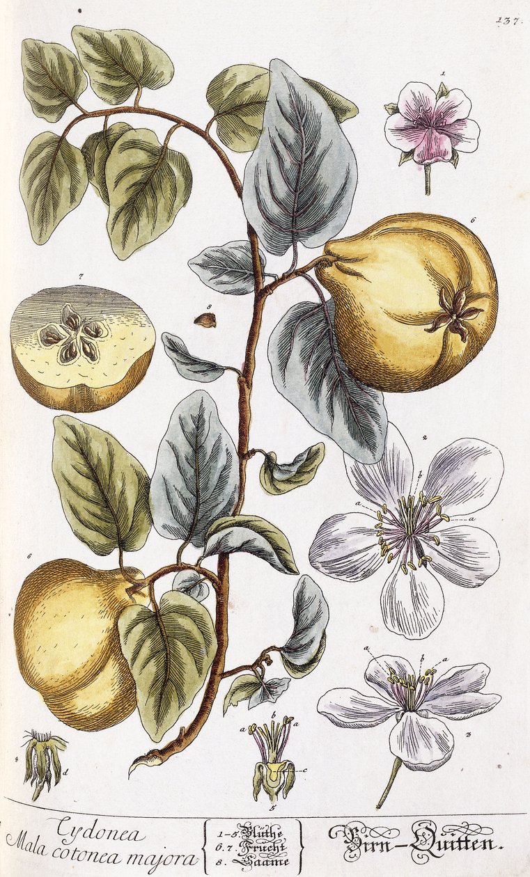 Ayva by Nikolaus Friedrich Eisenberger