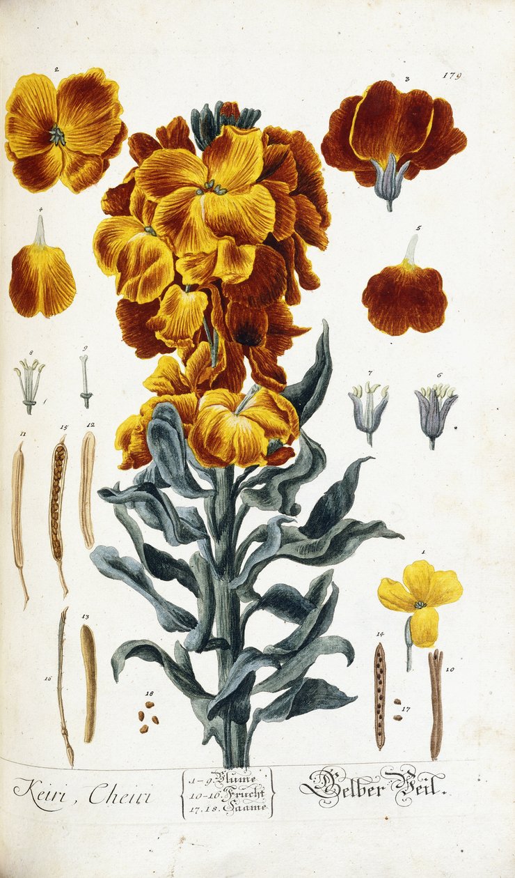 Duvar çiçeği by Nikolaus Friedrich Eisenberger