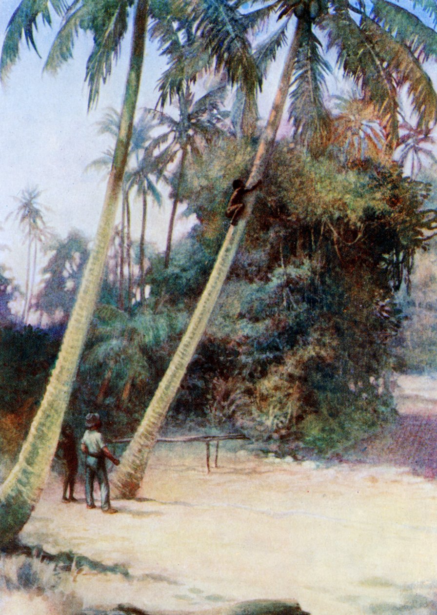 Yeşil hindistancevizi peşinden tırmanış, 1908 by Norman Hardy