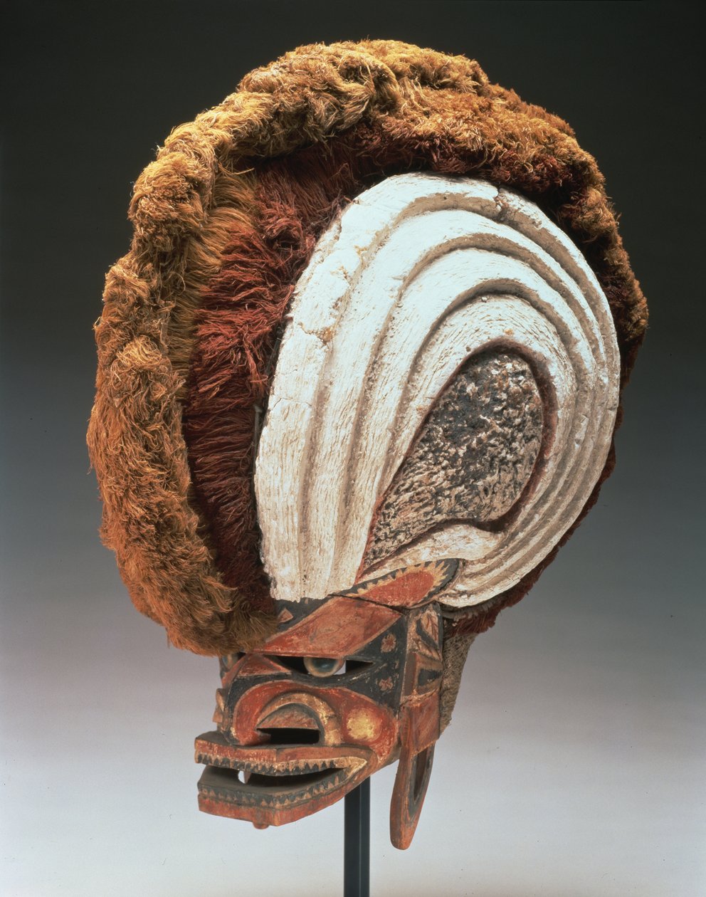 Kask Maskesi (tatanua), Kuzey Yeni İrlanda, Papua Yeni Gine, 1884-95 (ahşap, boya, opercula kabukları, kireç sıva, bitki lifi, ağaç kabuğu, ağaç kabuğu kumaşı, rattan ve kordon) (ayrıca bkz. 169883) by Oceanic