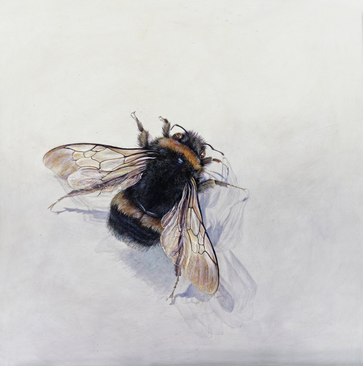 Bombus terrestris 11 (gessoed ahşap üzerine akrilik) by Odile Kidd
