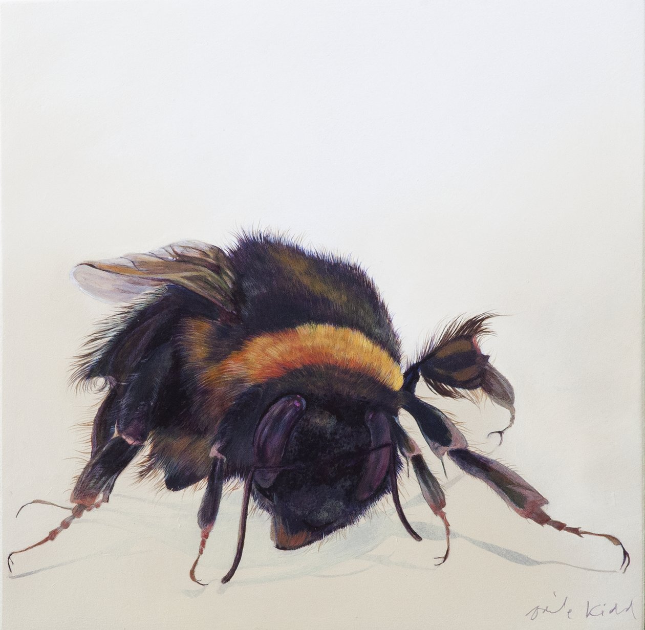 Bombus terrestris 9, 2013 (ahşap üzerine akrilik) by Odile Kidd