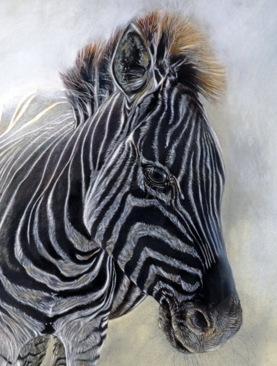 Equus burchelli 1 (detay), 2009 (Bockingford kağıdı üzerine karakalem, konte  tebeşir pastel) by Odile Kidd