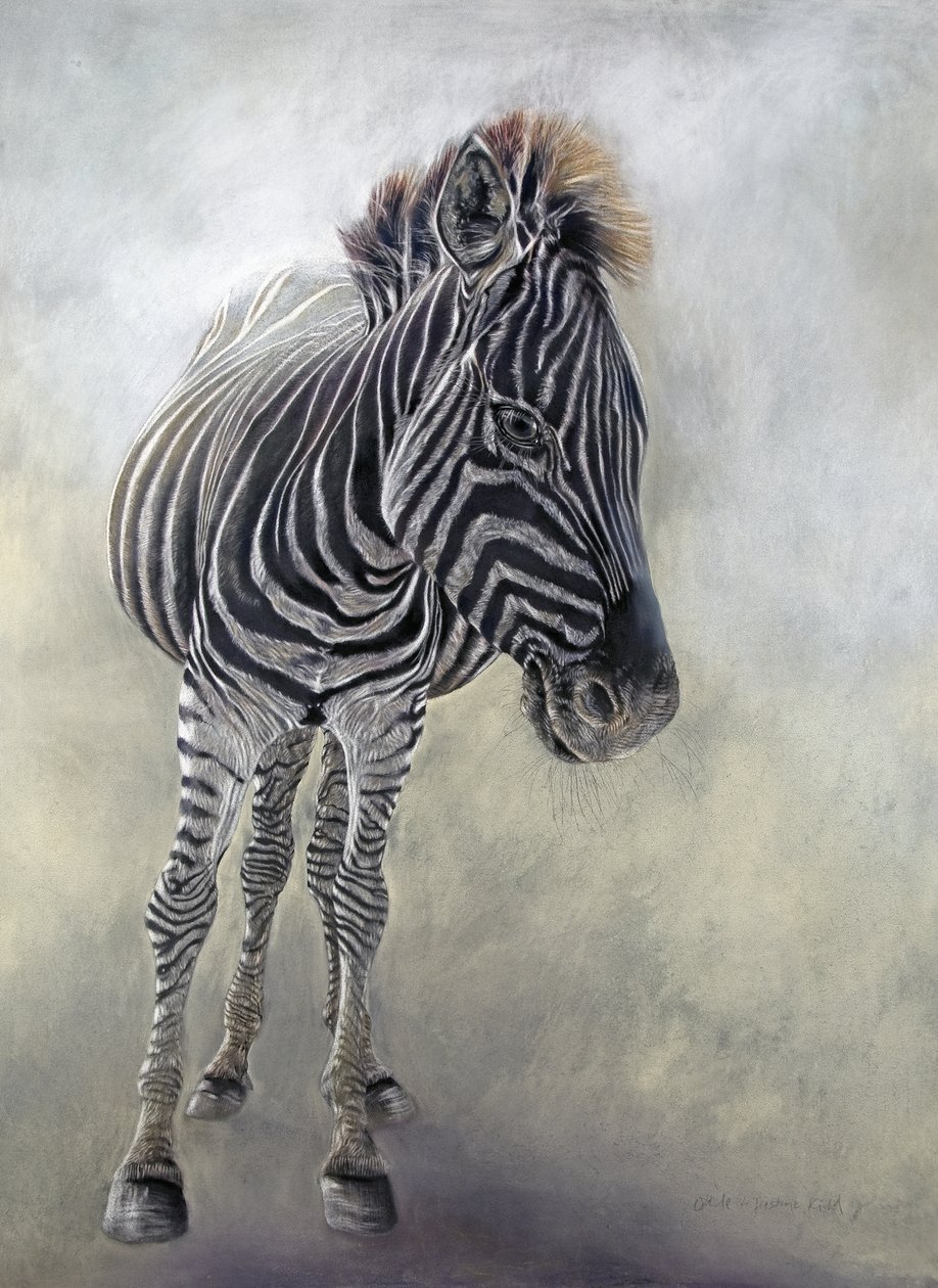 Equus burchelli 1, 2009 (Bockingford kağıdı üzerine karakalem, konte  tebeşir pastel) by Odile Kidd