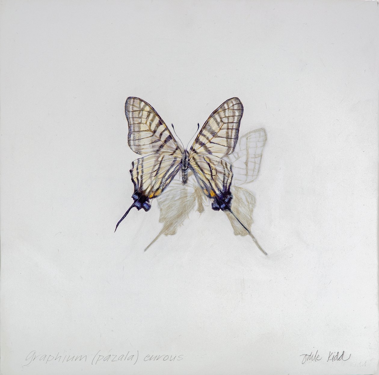Graphium (Pazala) eurosus, 2014 (gessoed ahşap üzerine akrilik) by Odile Kidd