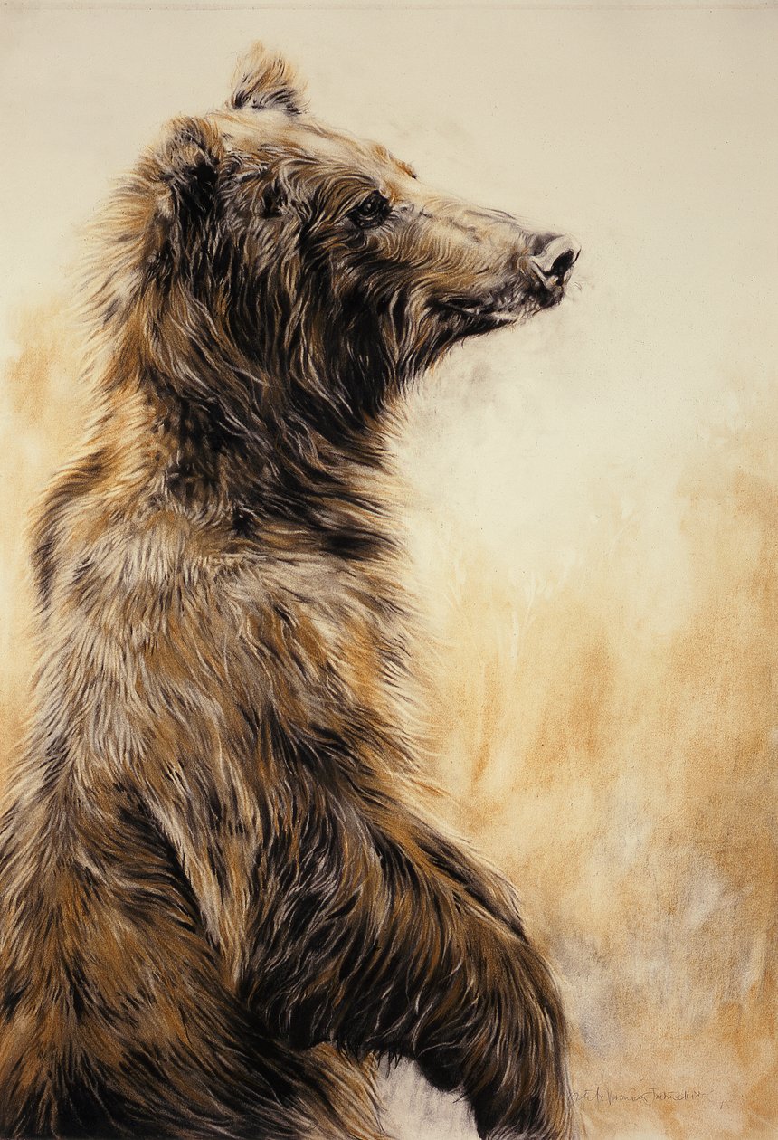 Grizzly Bear 2, 2002 (karbon kalemi, karakalem ve tebeşir) by Odile Kidd