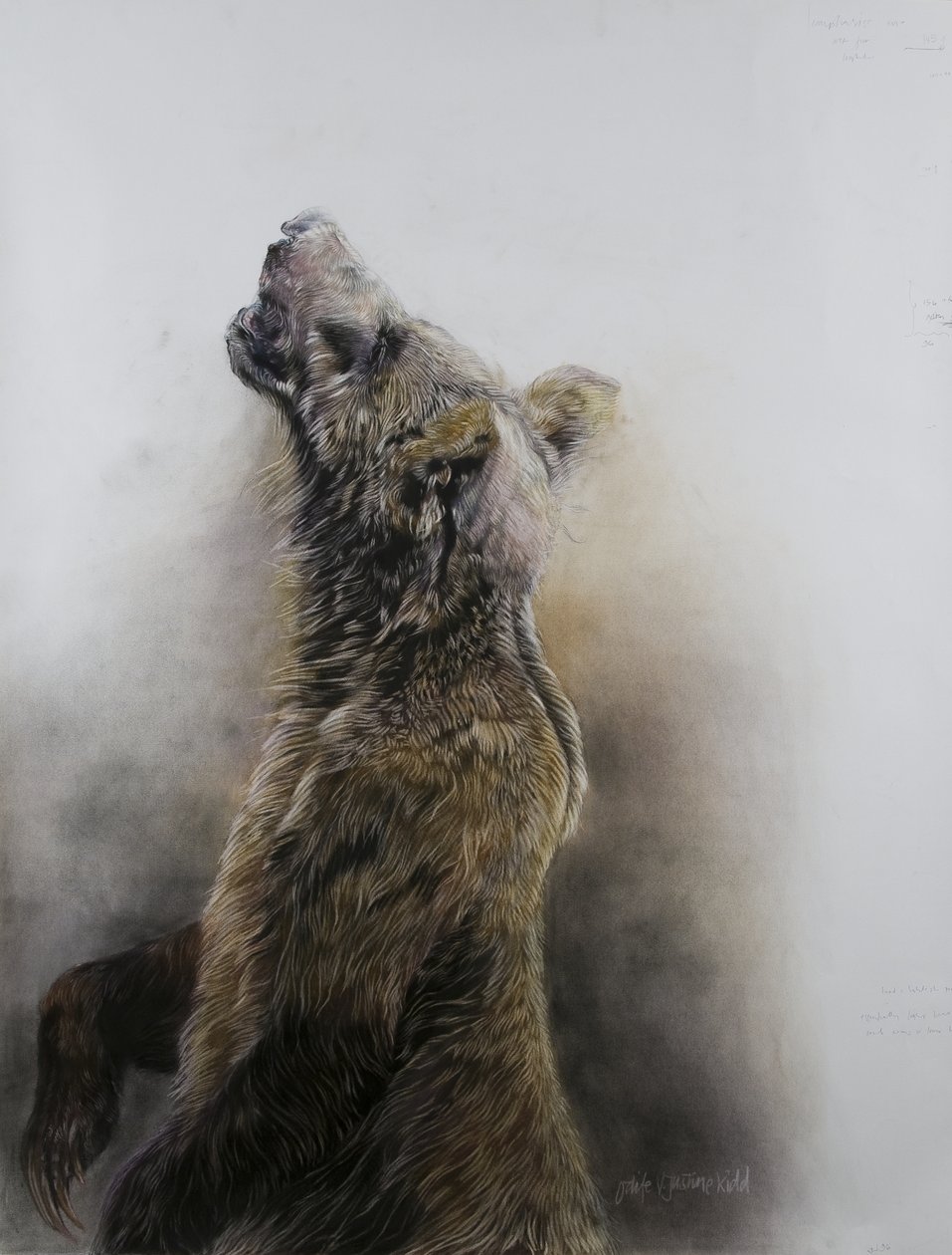 Boz ayı 3, 2009 (Fabriano kağıdı üzerine karakalem, konte  tebeşir pastel) by Odile Kidd