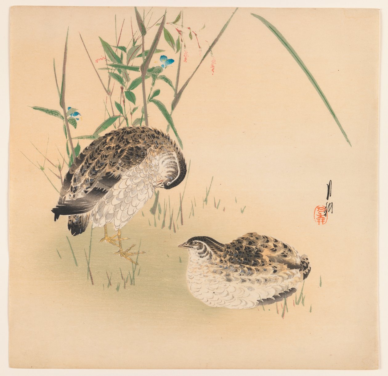 İki Bıldırcın, c.1890-1910 (tahta blok renkli baskı) by Ogata Gekko