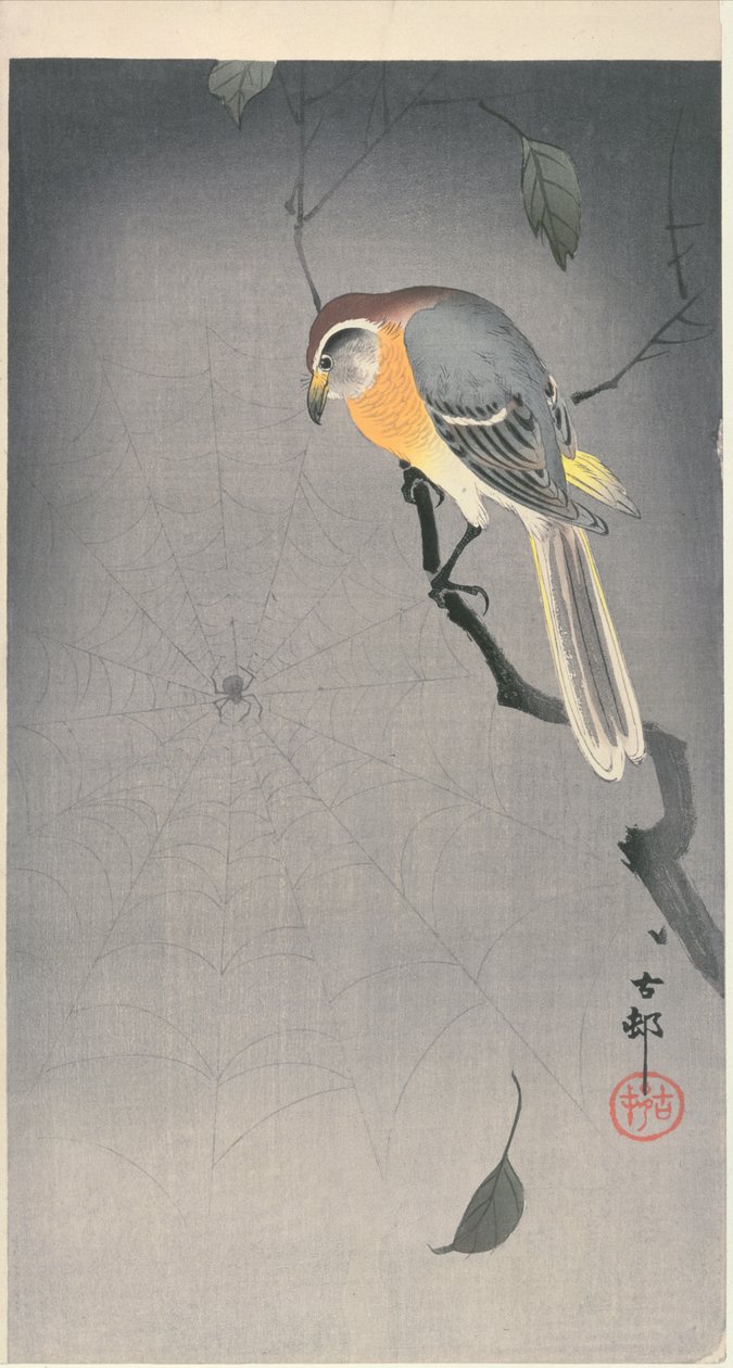 Daldaki kuş örümceği izliyor, c. 1900 başı (renkli tahta baskı) by Ohara Koson