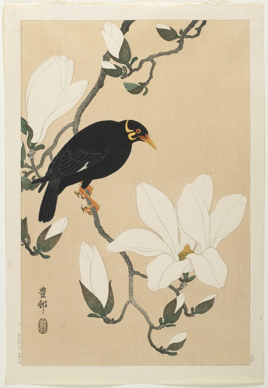 Bir Manolya Dalı üzerinde Hill Myna, 20. yüzyılın ortalarında by Ohara Koson