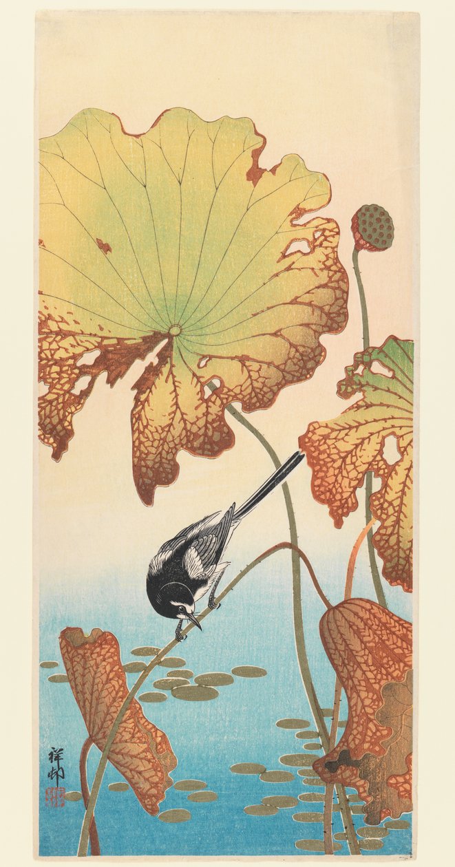 Kuyruksallayan ve Lotus, c.1915 (tahta baskı) by Ohara Koson