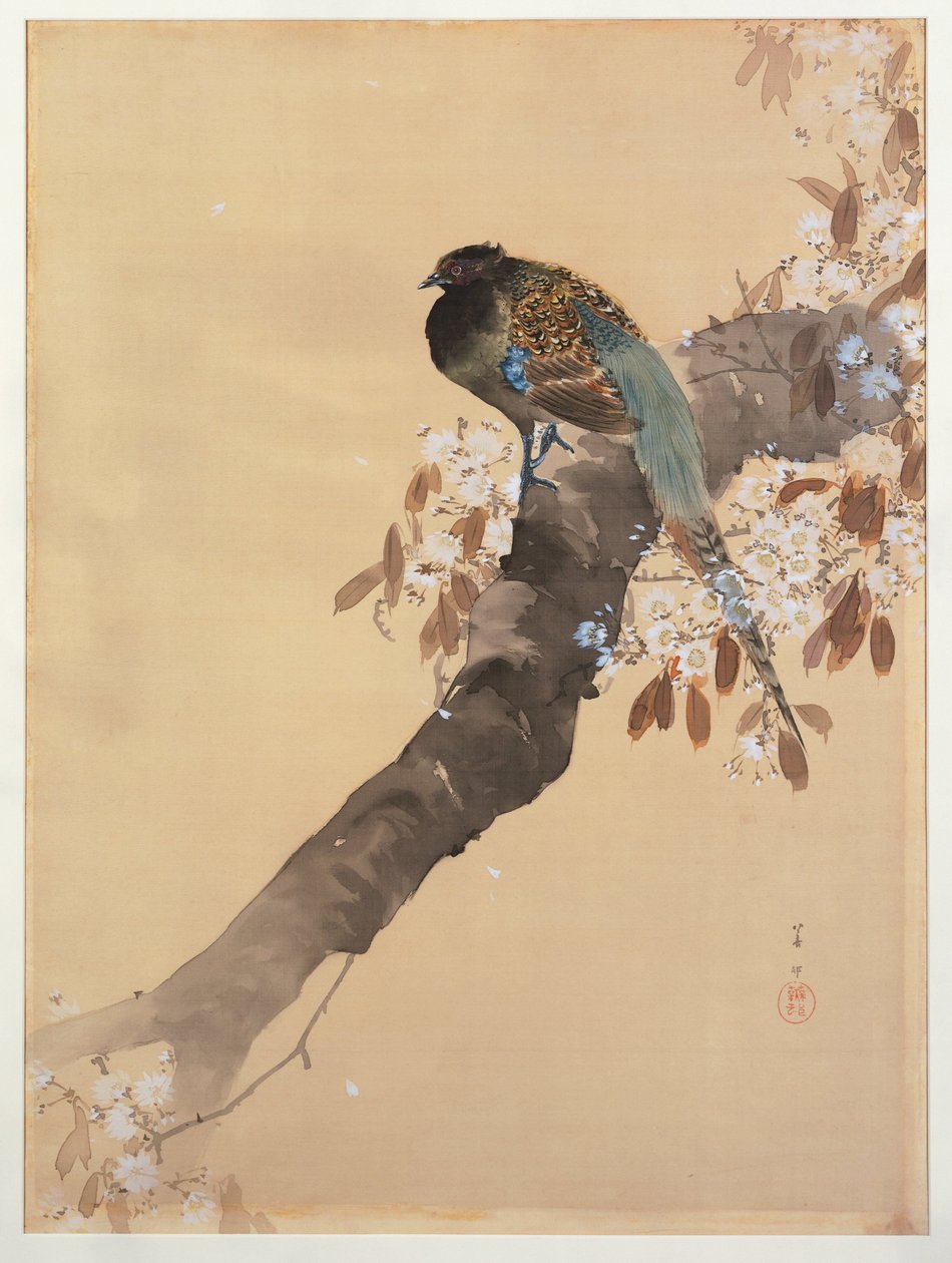 Kiraz çiçeği dalında sülün by Ohara Koson
