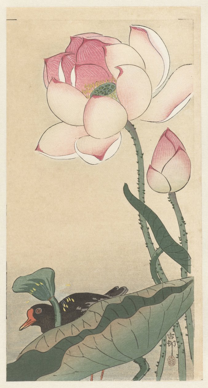 Lotus Çiçekleri ile Gallinül by Ohara Koson