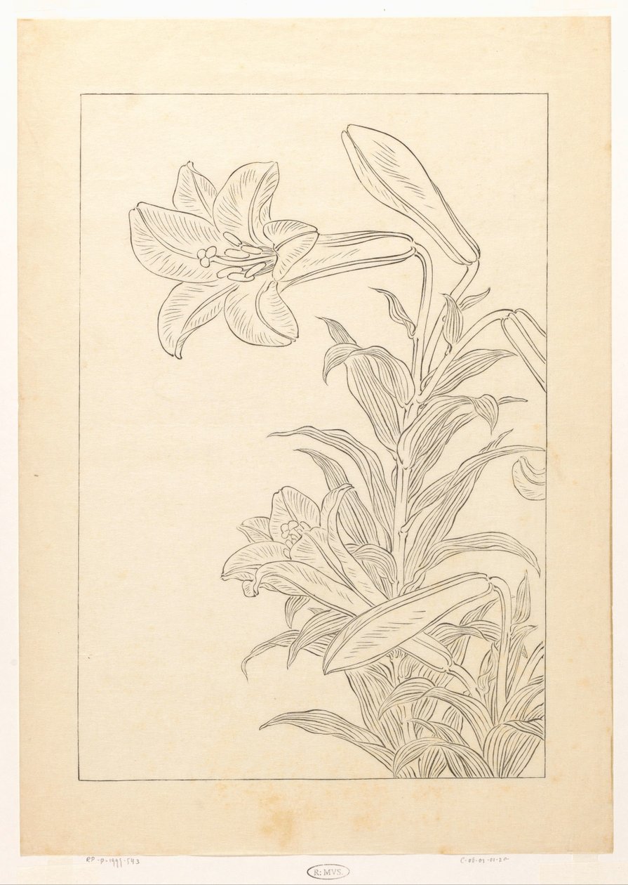 Lelies by Ohara Koson