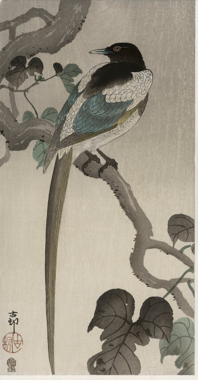 Bir Pauwolna dalında saksağan (renkli tahta baskı) by Ohara Koson